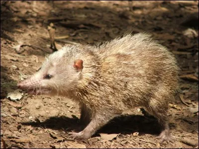 Comment appelle-t-on le hérisson malgache à La Réunion ?