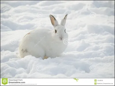 Comment dit-on "blanc" ?