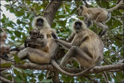 Quel est l'animal sacré dans ce pays ?