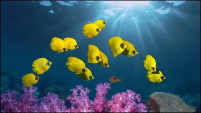 Comment dit-on "les poissons" ?