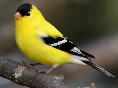 Comment dit-on "un oiseau" ?