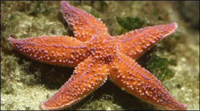 Quel est l'autre nom de l'étoile de mer ?