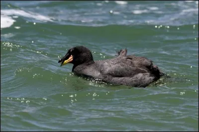 La foulque géante de l'Altiplano peut peser jusqu'à ...