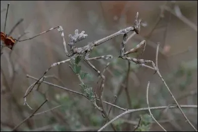 Quel animal est caché sur la photo ?