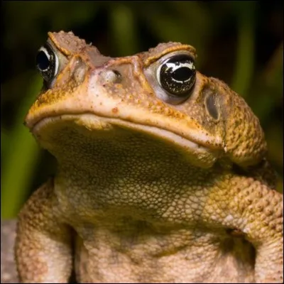 Le nom de cet animal correspond également à un objet, lequel ?