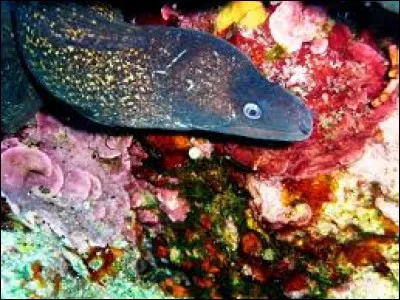 Quel est le nom de cet animal ?