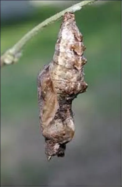 Comment &eacute;crit-on le mot suivant ?