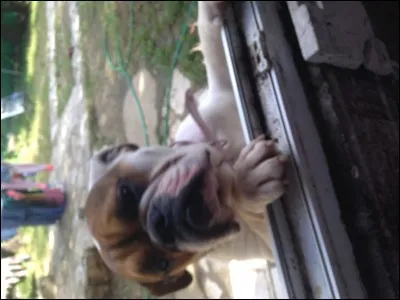 Comment s'appelle le chien de John ?