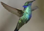 Quiz Le colibri