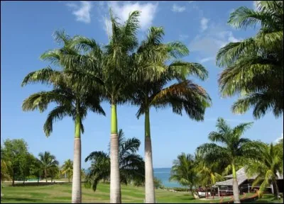 Tout le monde connait 'le cur de palmier', mais qu'est un palmier au sens botanique ?