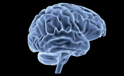Quel est le poids du cerveau ?