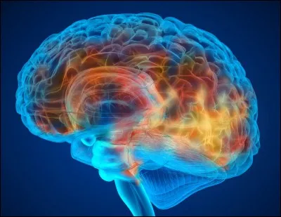 Que sont les méninges ?