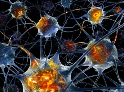 Combien de neurones possédons-nous ?