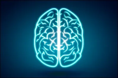 Que gère le lobe pariétal ?