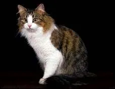 De quelle race est ce chat ?