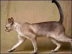 De quelle race est ce chat ?