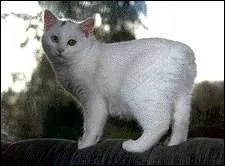 De quelle race est ce chat ?