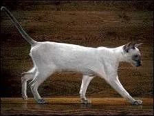 De quelle race est ce chat ?