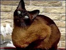 De quelle race est ce chat ?