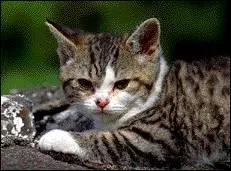 De quelle race est ce chat ?