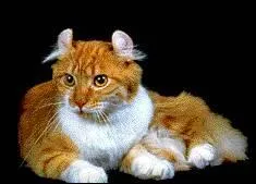 De quelle race est ce chat ?