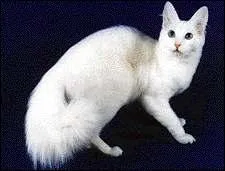 De quelle race est ce chat ?