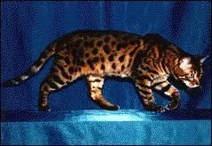 De quelle race est ce chat ?