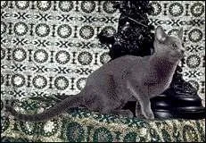 De quelle race est ce chat ?