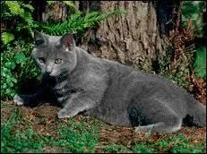 De quelle race est ce chat ?