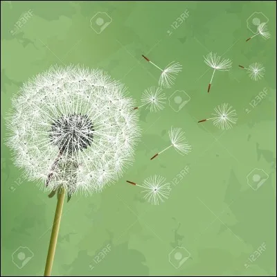 Je vais faire un ... en soufflant sur cette fleur.