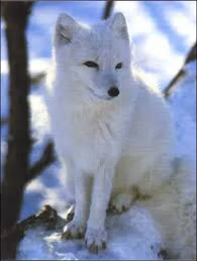 À quelle température les renards polaires grelottent-ils ?