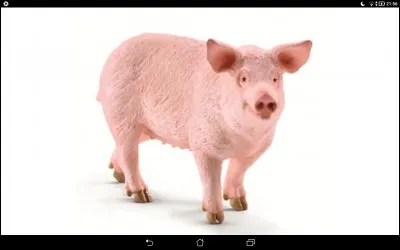 Tu vois un cochon dans la maison.