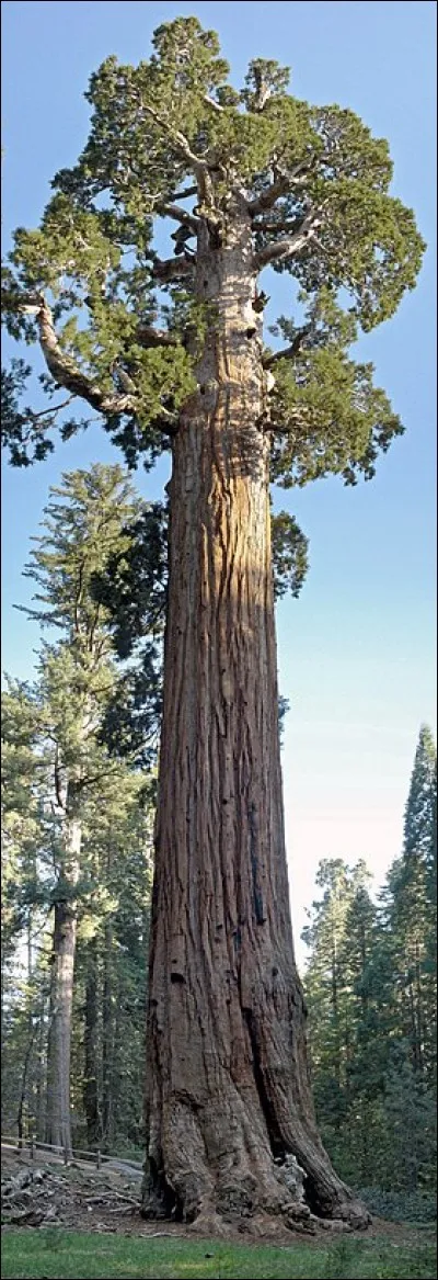 Dans quel Etat se trouve le Sequoia National Park ?