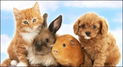 Quel est ton animal pr&eacute;f&eacute;r&eacute; ?