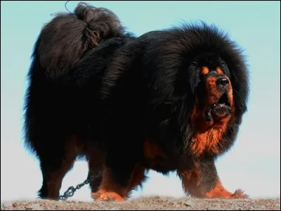 Ce chien originaire du Tibet est vraiment énorme ! Mais à votre avis, montage ou vraie image ?