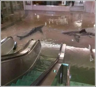 Incroyable, des requins à l'intérieur d'un magasin ! Vrai ou faux ?