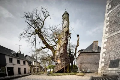 Un énorme arbre recouvrant une chapelle entière ! Est-il réel ?