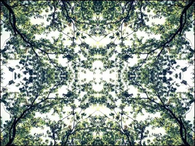 À votre avis, ces feuillages formant une &oelig;uvre assez incroyable existent-ils réellement, ou sont-ils le fruit d'un photomontage ?