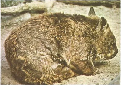 Quel est cet animal ?