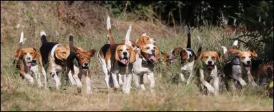 Comment s'appelle l'apprenti tué par une meute de chiens dans le cycle 1 ?