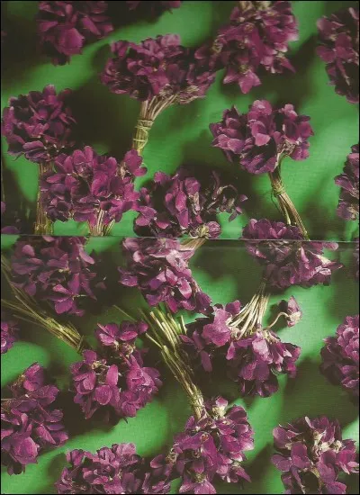 Pour fabriquer 50 g d'essence de violette, combien faut-il de fleurs ?