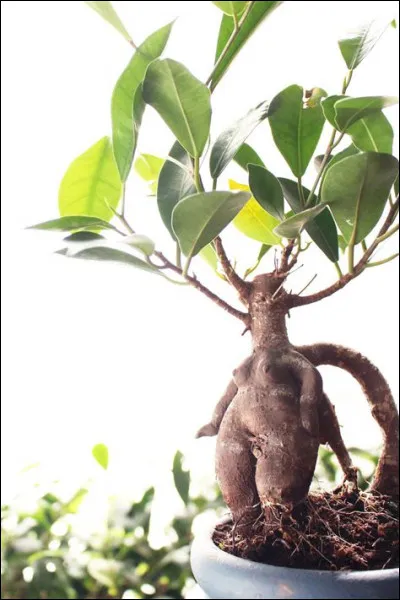 Quelle plante travaillaient-ils ?