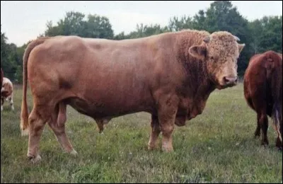 Quel est cet hybride né du croisement entre un bison et une vache ?