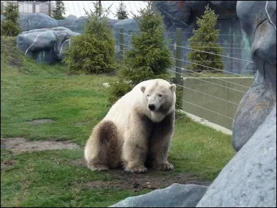 Quel est cet hybride né du croisement entre un ours blanc et un grizzli ?