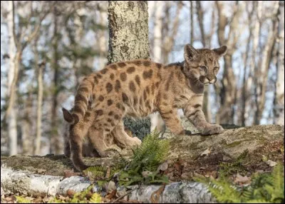Quel est cet hybride né du croisement entre un puma mâle et un léopard femelle ?