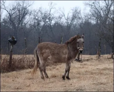 Quel est cet hybride né du croisement entre une ânesse et un cheval ?