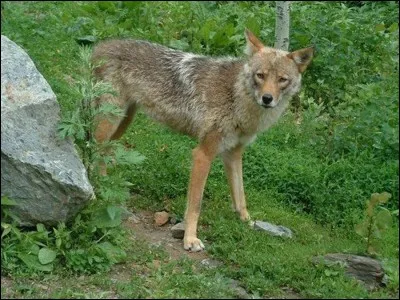 Quel est cet hybride né du croisement entre un coyote et un loup ?