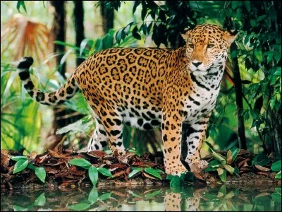 Quel est cet hybride né du croisement entre un jaguar mâle et un léopard femelle ?