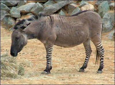 Quel est cet hybride né du croisement entre un âne et un zèbre ?