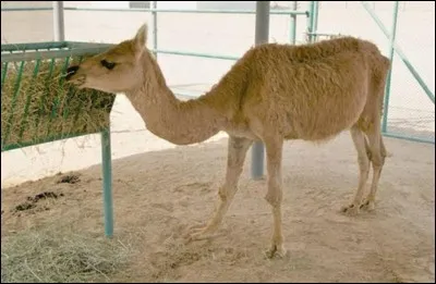Quel est cet hybride né du croisement entre un chameau et une femelle lama ?